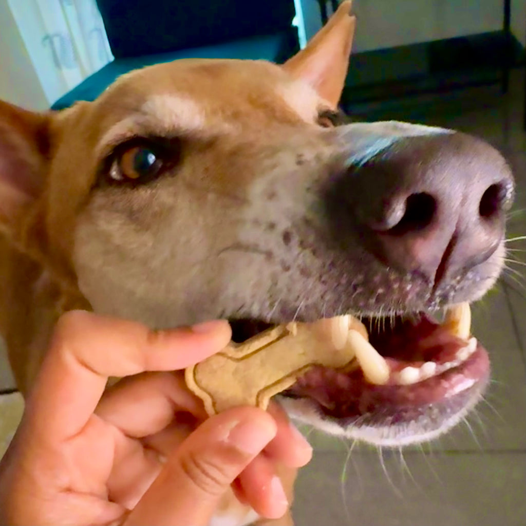 PB Bites