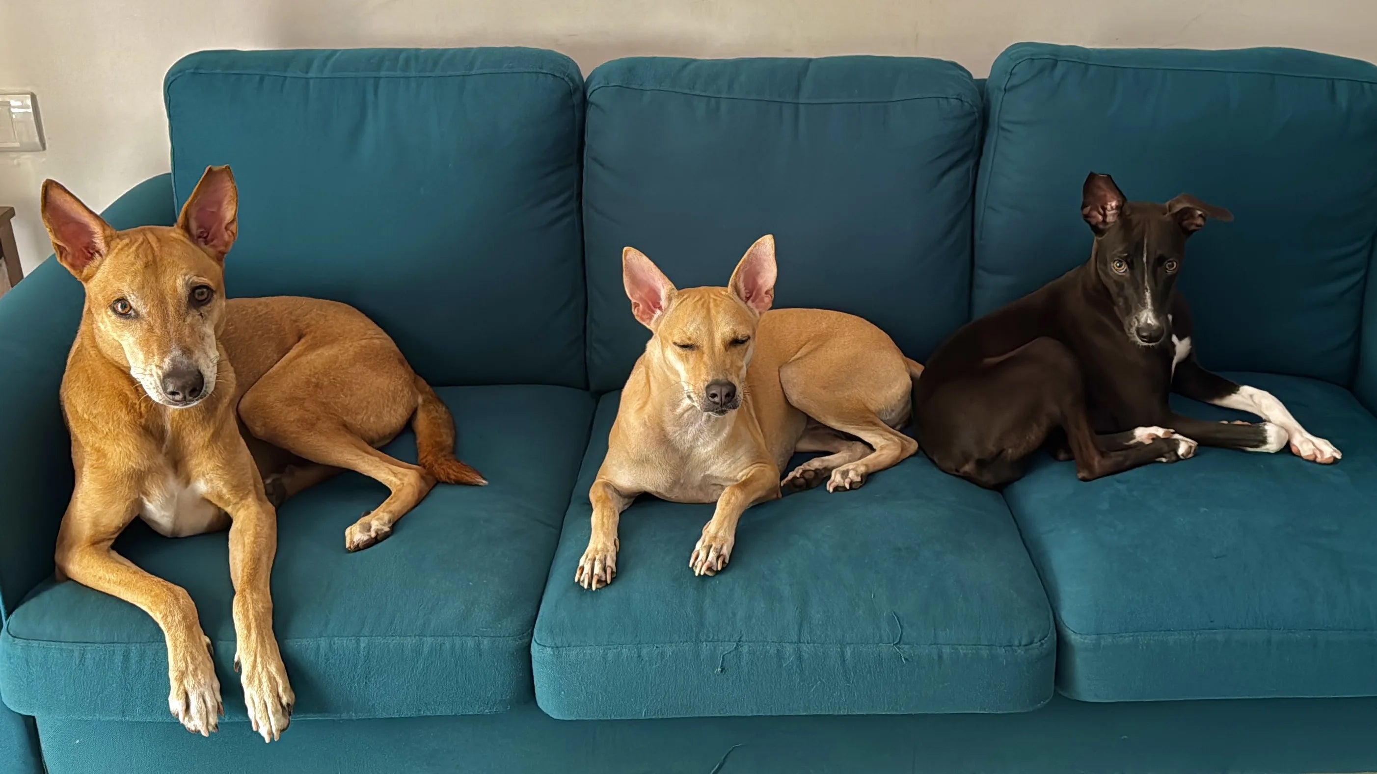 Loki, Kitty, and Milo on the couch